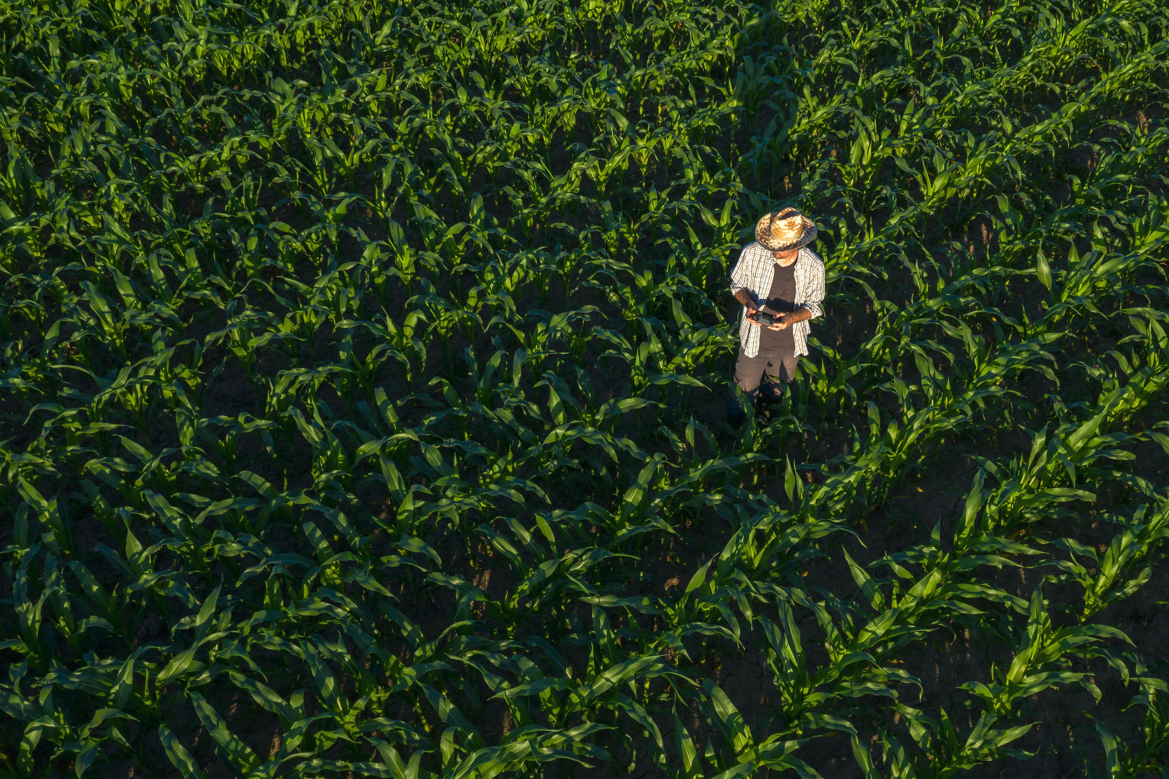 Aerial view of a farmer in a hat standing in the middle of a cornfield